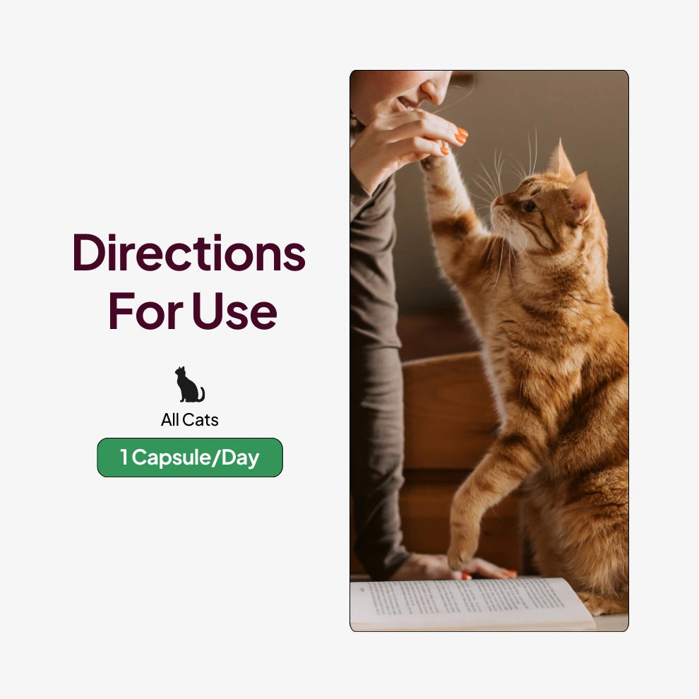 Directions for use pawever nmn for cats