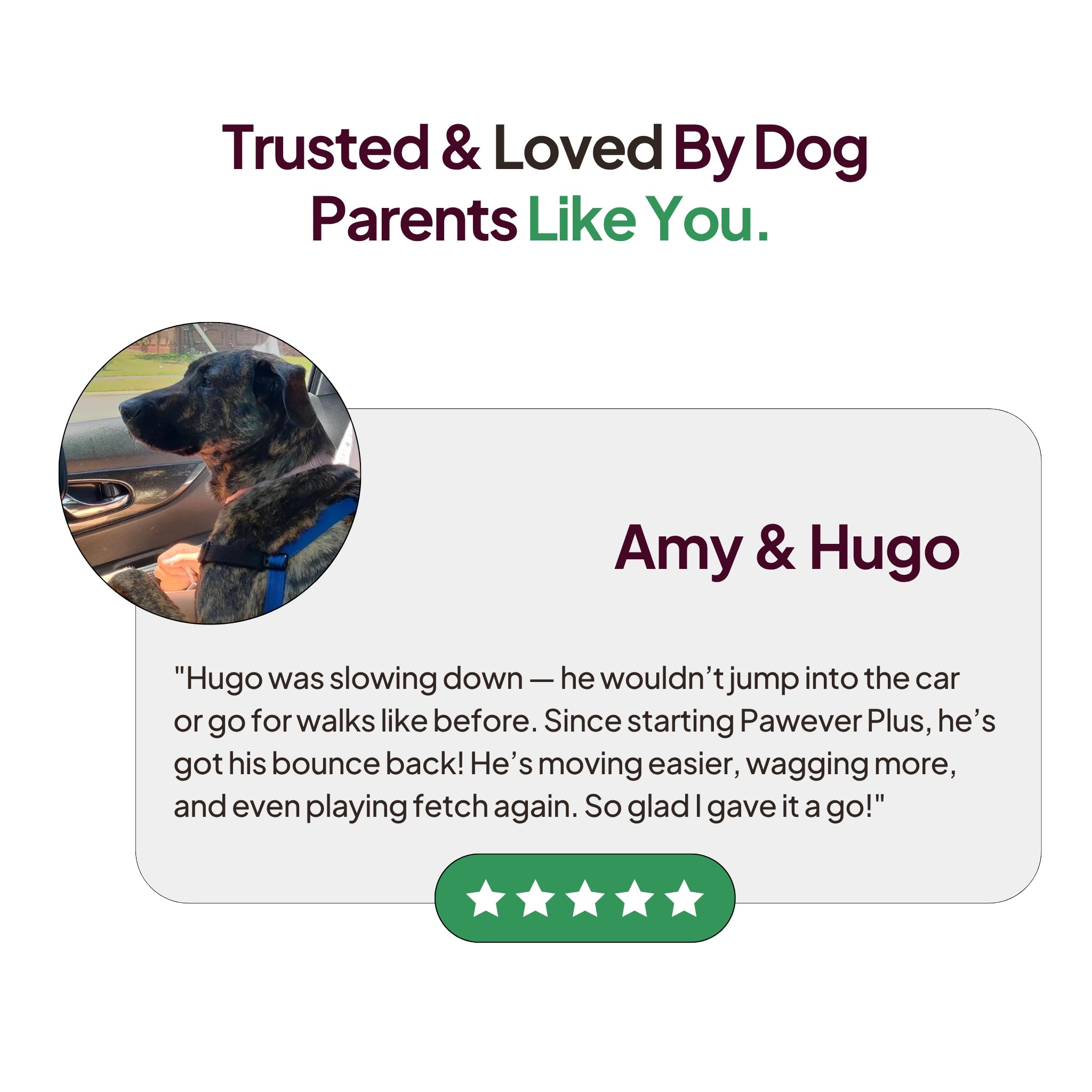 Pawever Plus for Dogs