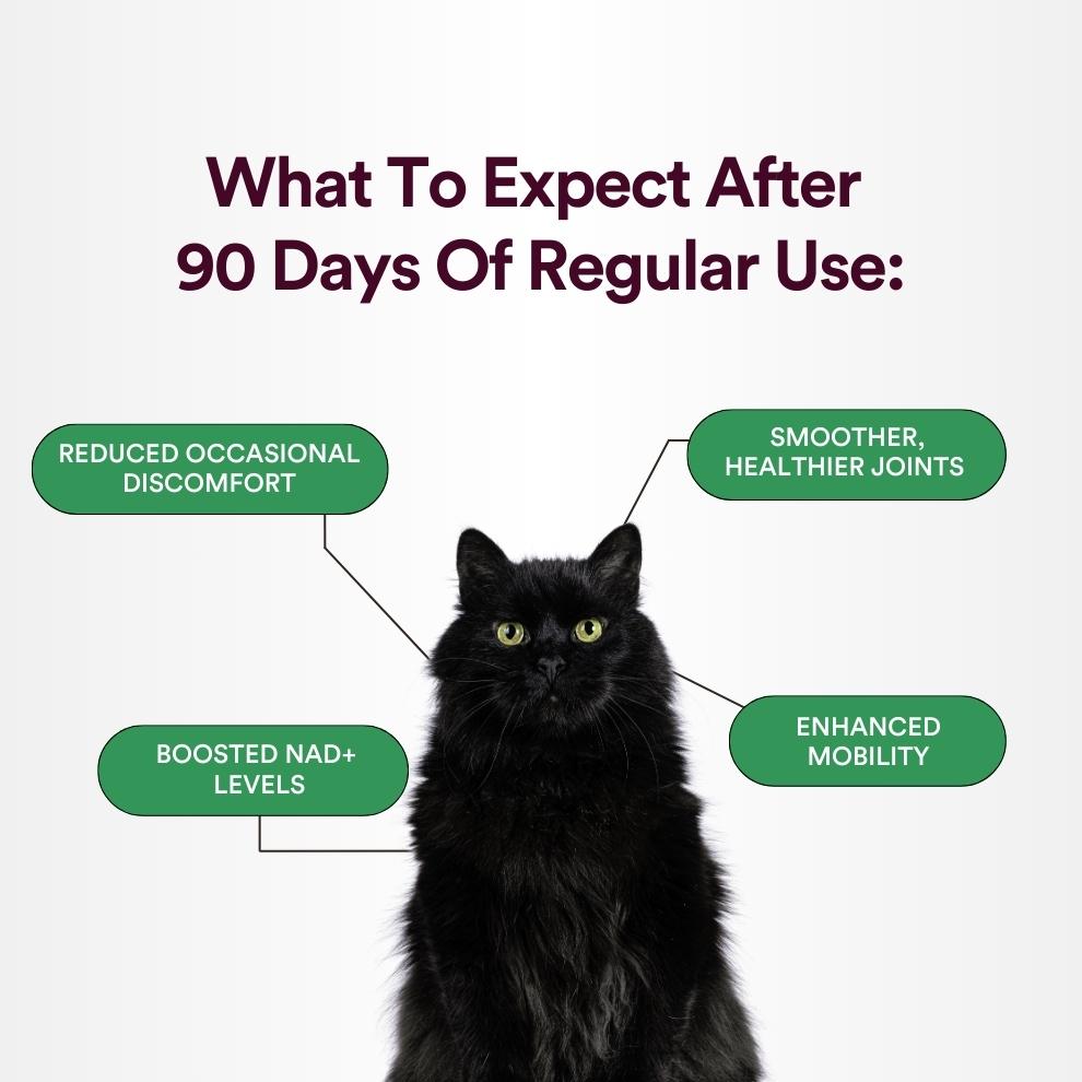 What to expect pawever plus for cats