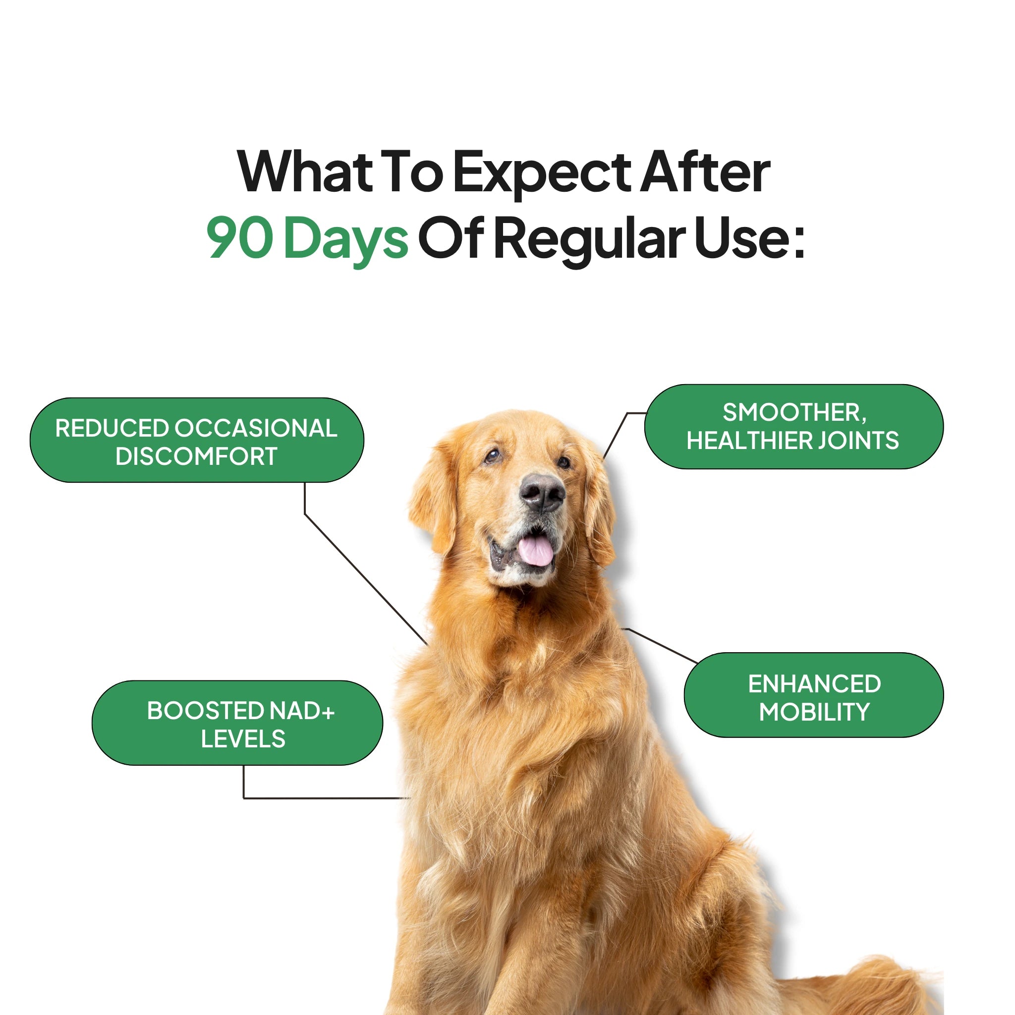 Pawever Plus for Dogs