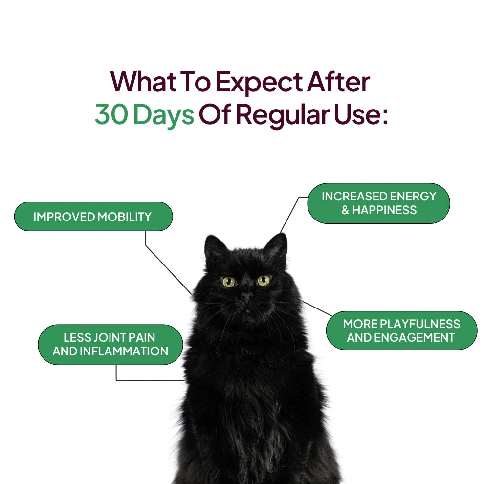 30 Days Of Pawever Plus Cats