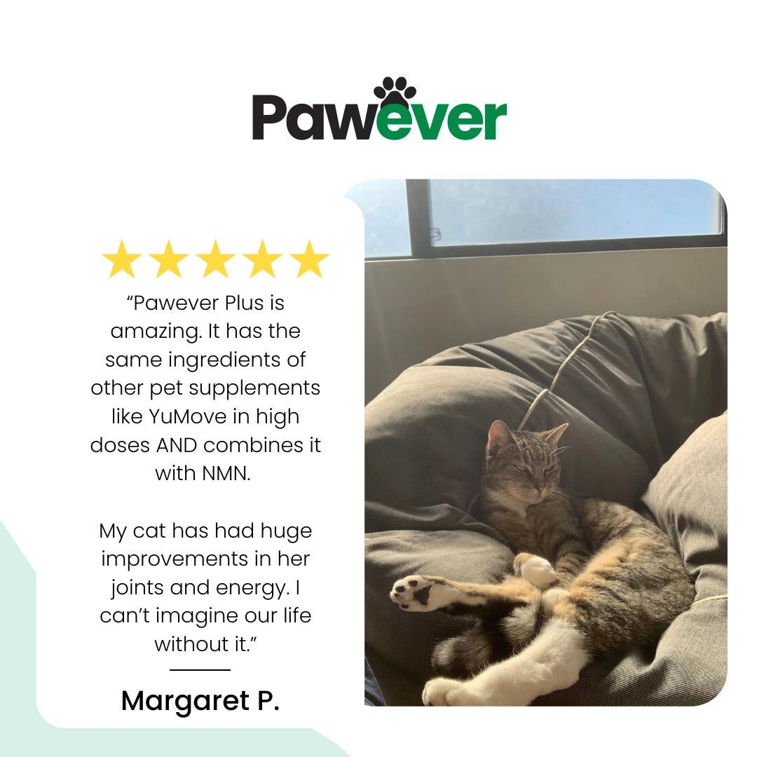 Pawever Plus for Cats