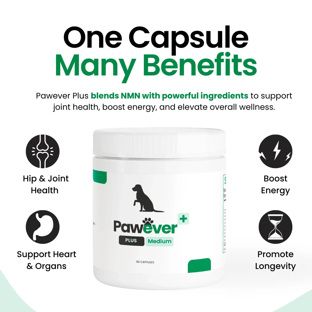 Pawever Plus for Dogs