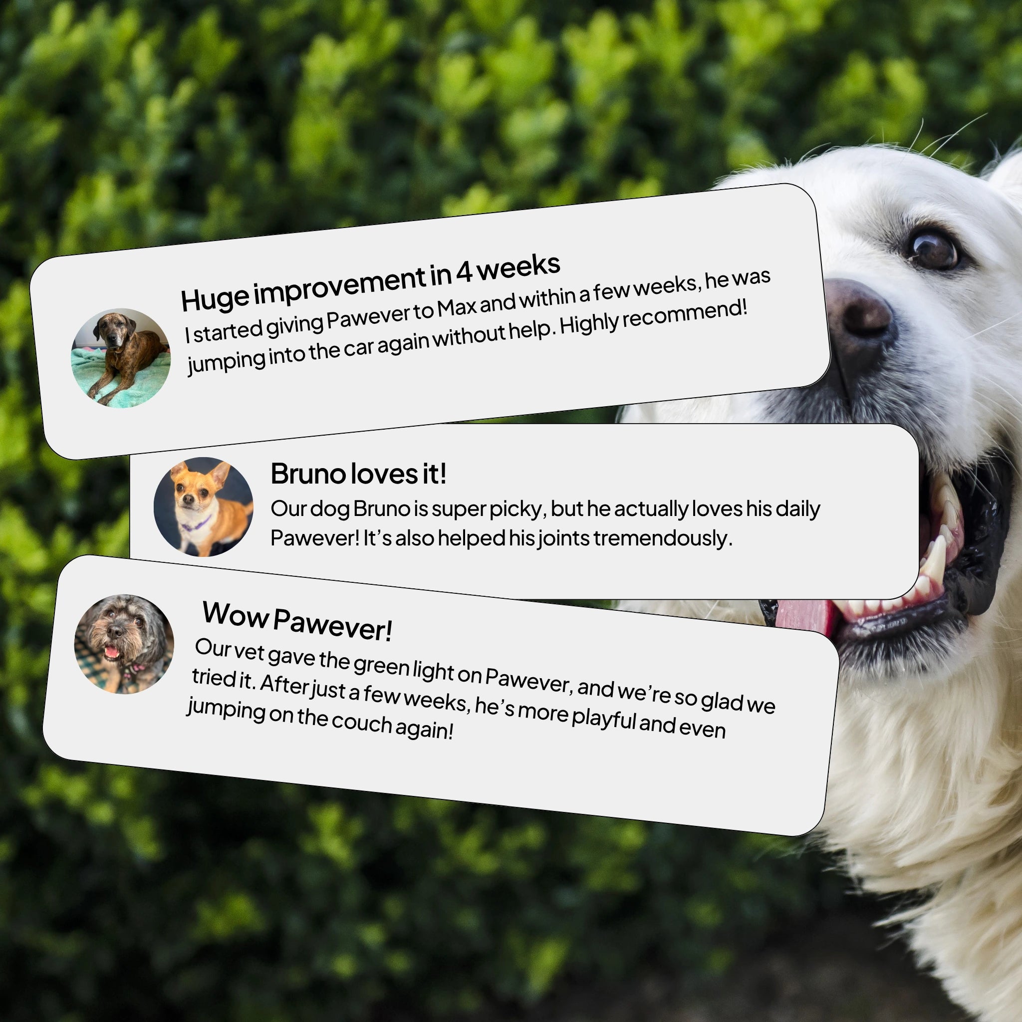 Pawever Plus for Dogs