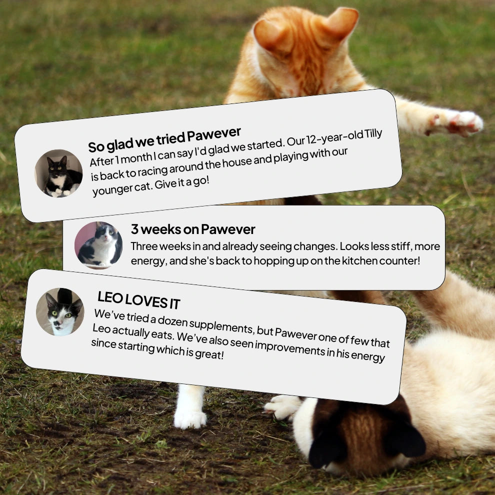 Pawever Plus for Cats