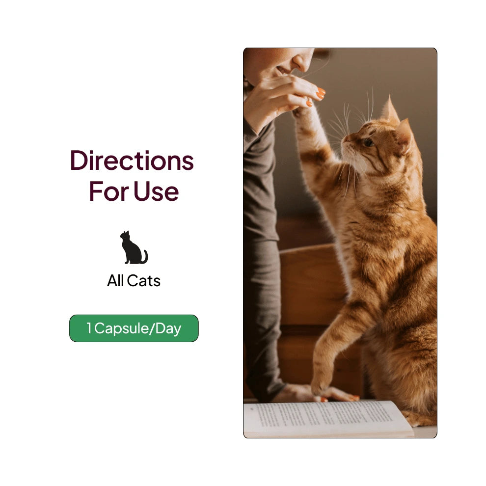 Pawever Plus for Cats