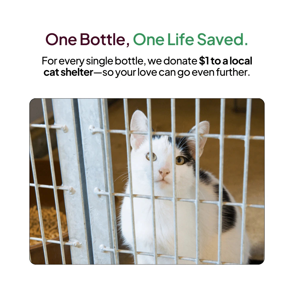 Pawever Plus For Cats Shelter Initiative