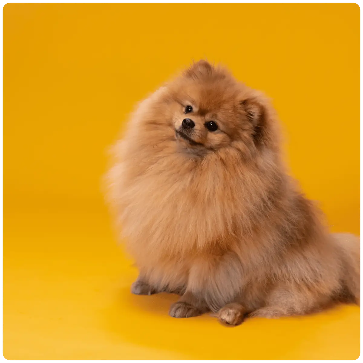 fluffy pomeranian 