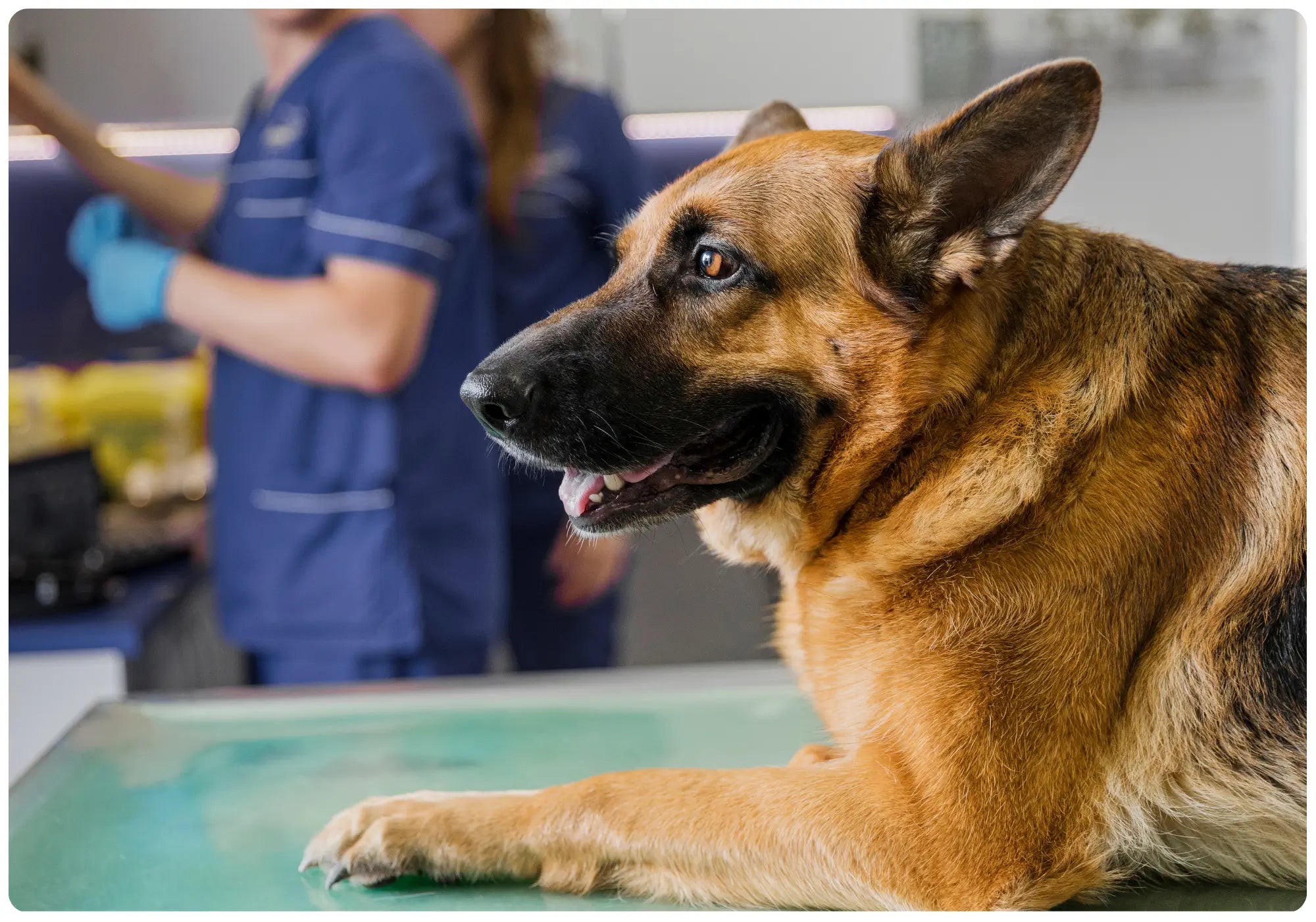 german shephard at vets