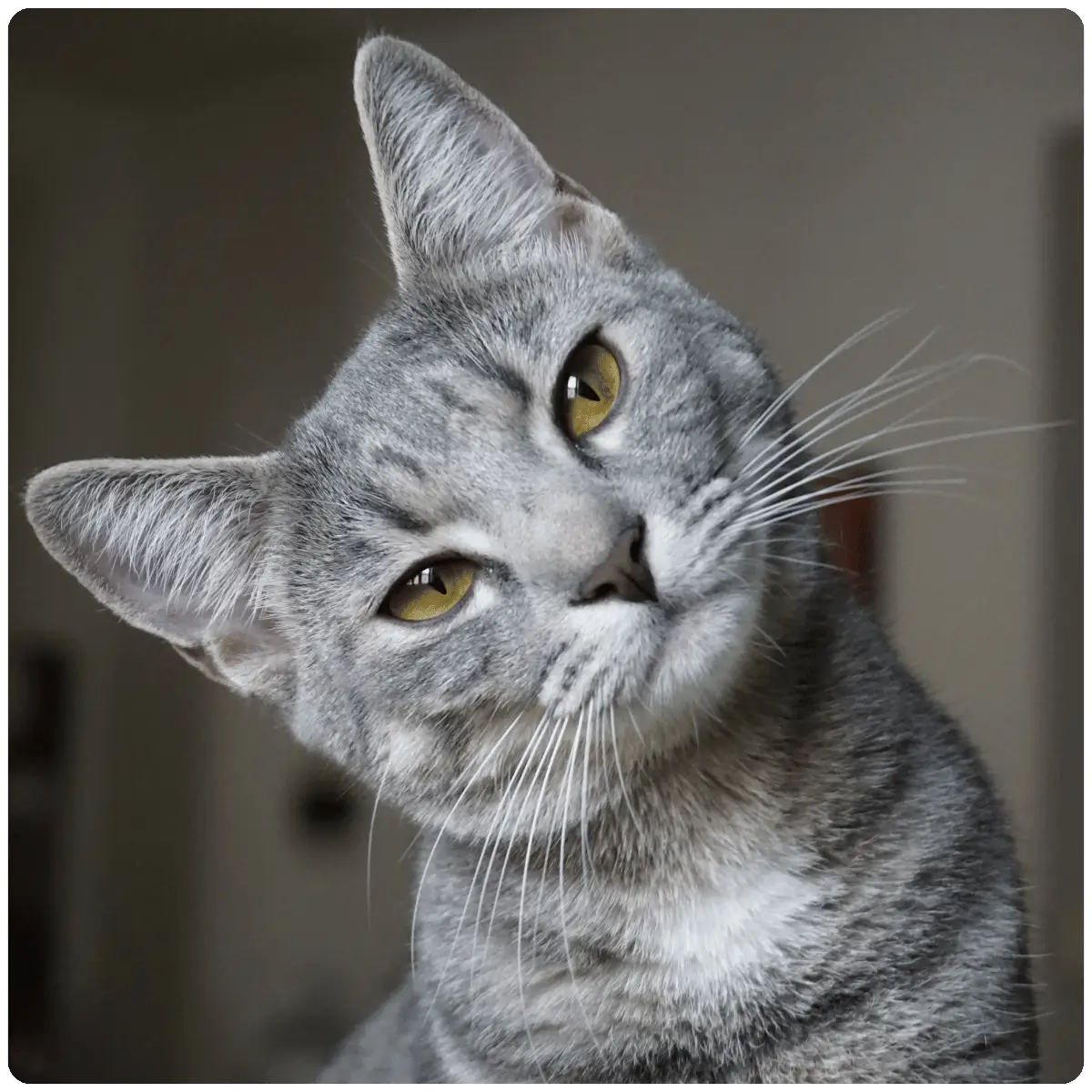 grey tabby cat