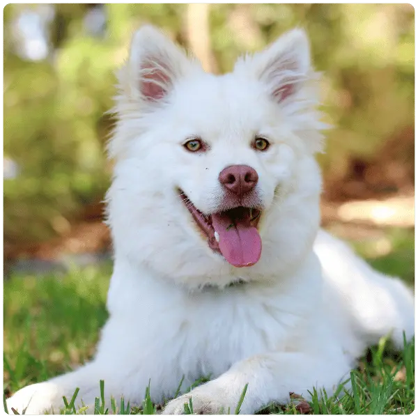 happy white dog