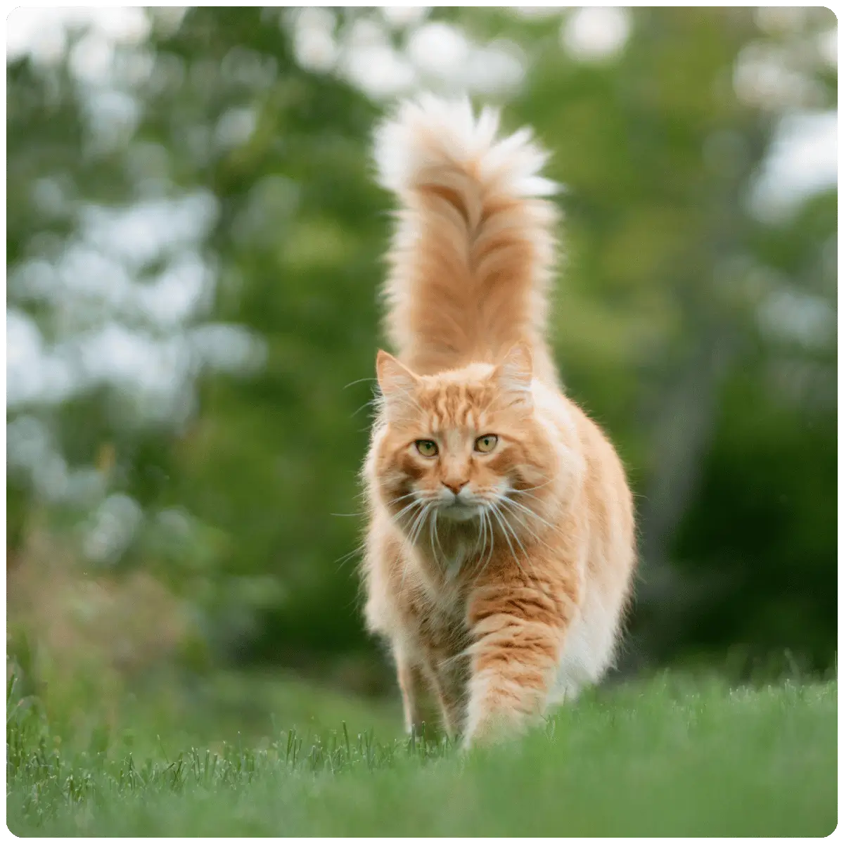 orange cat in nature